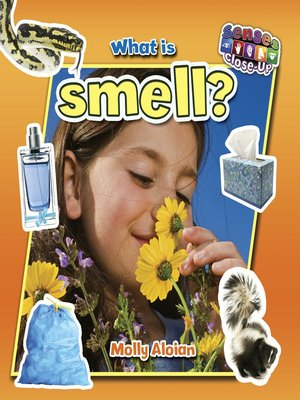 cover image of What is smell?